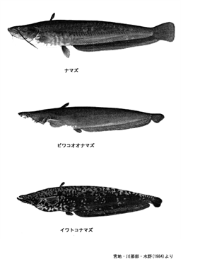 ナマズについて ナマズと地震との関係に関する研究